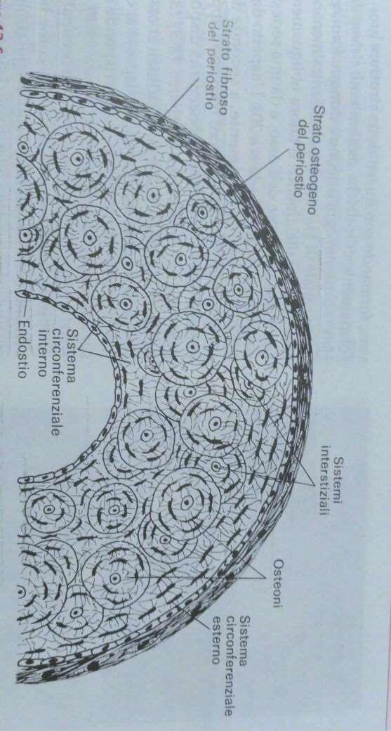 ENDOSTIO IL TESSUTO OSSEO - Le superfici interne, verso le cavità midollari e le cavità vascolari sono rivestite dall ENDOSTIO, uno strato di cellule appiattite con attività osteogenica.