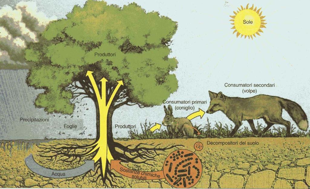 Ambienti terrestri: la foresta Corso di