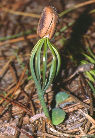 (Olea europaea) primula