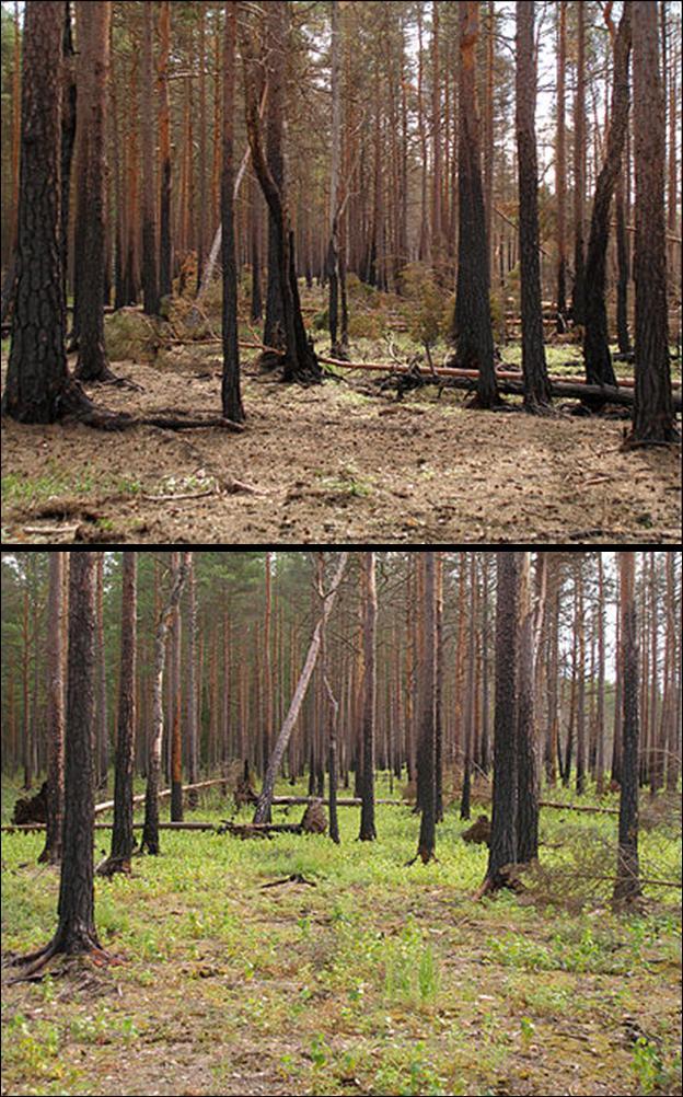 Un esempio: la foresta fase r: specie pioniere, a ciclo vitale breve, colonizzano un nuovo habitat successione ecologica classica la biomassa forestale si accresce fase K: l ecosistema è dominato da