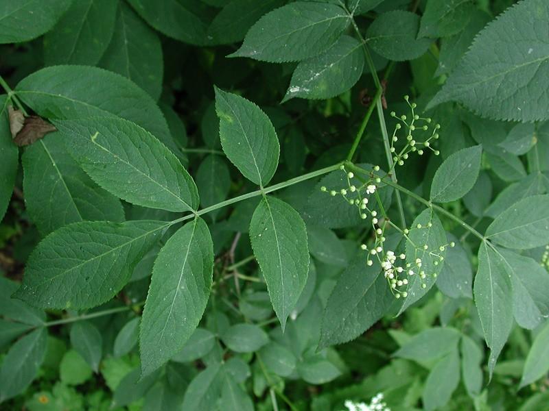 Sambucus