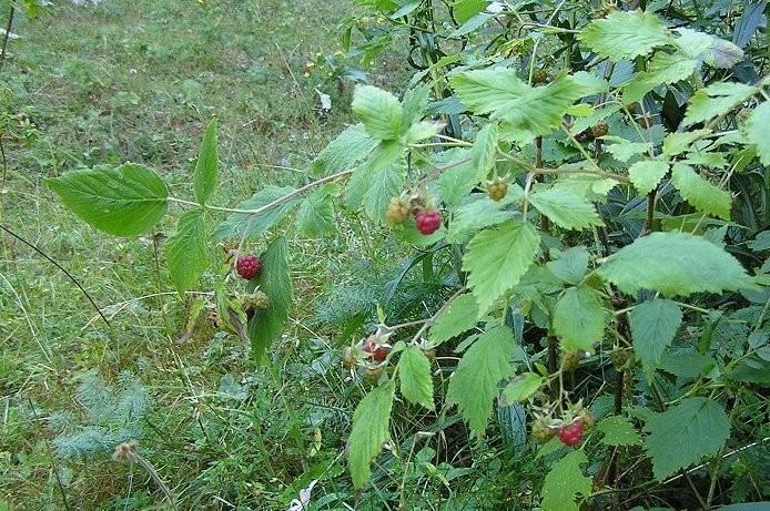 Rubus idaeus L.