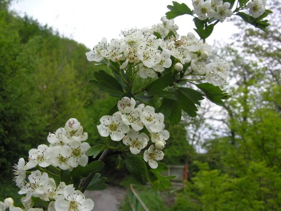 Crataegus