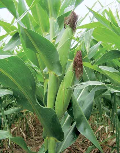 Micotossine nel mais: la prevenzione in campo Le sete, assieme alle ferite causate dalle larve di piralide sulla granella, sono le vie preferenziali di infezione da parte dei funghi tossigeni.