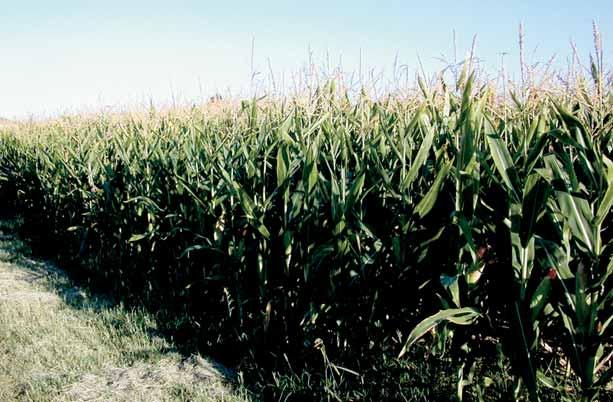 Micotossine nel mais: la prevenzione in campo La fioritura del mais. Foto Banzi cariossidi, con relativo danno economico per il produttore.