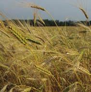 Densità di semina: 1 kg/a Mellifera: si yyyyyyyyyyyy gr73 AVENA ESTIVA (Poaceae) L avena presenta una