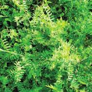 gr18 VECCIA INVERNALE (Fabaceae) Eccellente sovescio e pianta foraggera per l inverno.