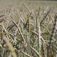 lisciviazione. I cereali completano in maniera equilibrata una rotazione agricola.