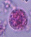 µm); () cisti in Lugol (50-70