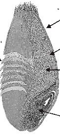 La cariosside Reste Cellulosa Sali minerali Vitamine Enzimi Proteine Strati cruscati Tegumento interno Strato