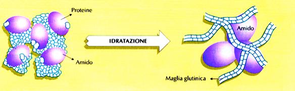 Prima della lievitazione PROTEINE AMIDO Maglia glutinica L idratazione della farina e la forza meccanica determina la solubilizzazione dello