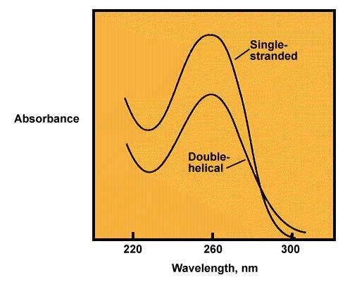 ANALISI QUALITATIVA Se si registra in continuo l assorbanza (Densità Ottiche, OD) in funzione della variazione della lunghezza d onda (nm) si ottiene uno SPETTRO DI ASSORBIMENTO nel quale è possibile