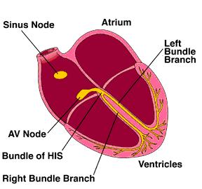 Diffusione dell Impulso Attraverso il Miocardio Specifico Nodo del Seno Atrio sinistro