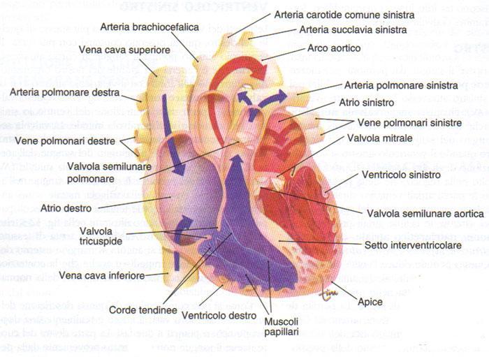Il sistema cardiovascolare Nei mammiferi il cuore è diviso in due metà (sinistra e destra) non comunicanti tra loro, ognuna costituita da un atrio e da un ventricolo.