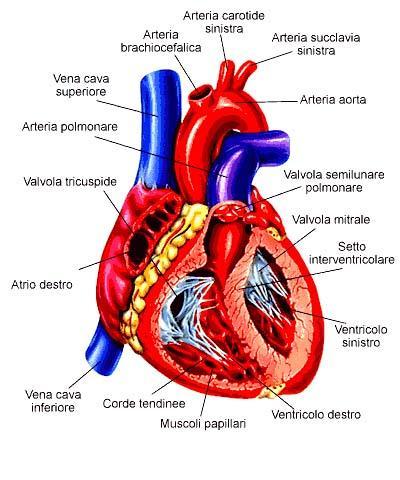 Anatomia Il ventricolo sx ha una sezione trasversa