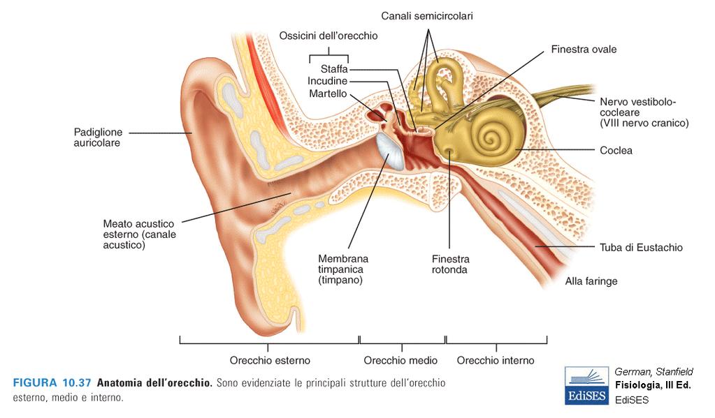 ORECCHIO ESTERNO