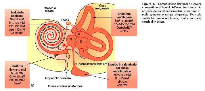 Il liquido presente nella scala Vestibolare e nella scala Timpanica è