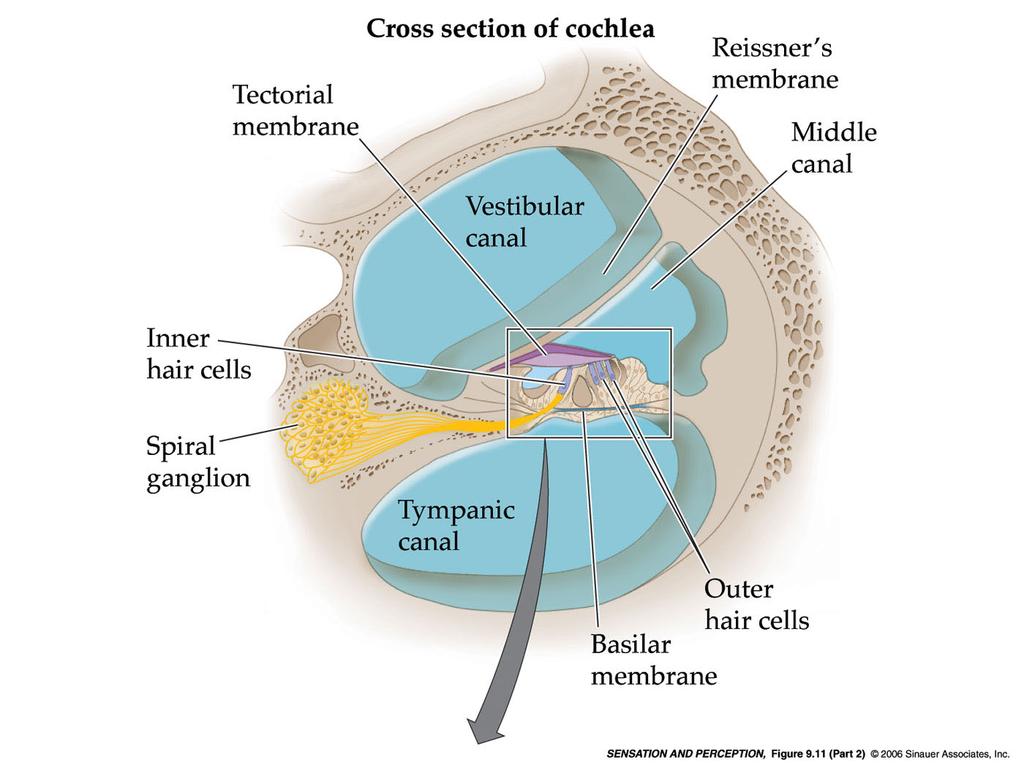 La rampa vestibolare e quella media sono separate dalla membrana di Reissner o vestibolare,, mentre rampa media e timpanica sono separate dalla membrana
