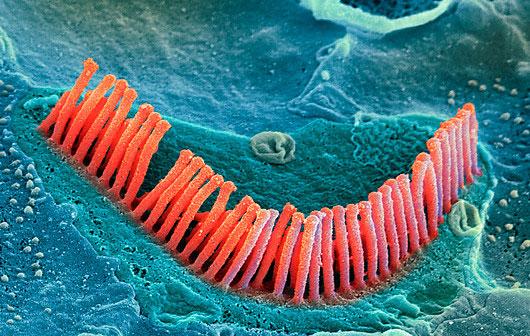 I recettori: cellule ciliate I recettori per il suono sono meccanocettori e sono le cellule ciliate.