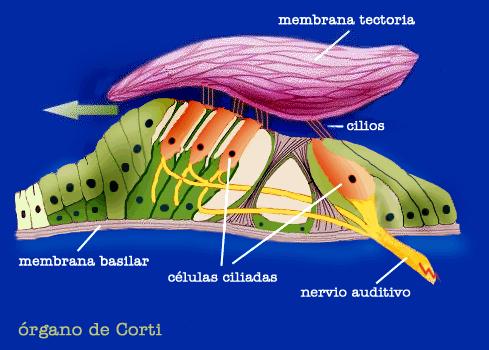 Quando la membrana basilare su cui sono alloggiate le cellule si muove oscillando, anche le stereociglia si muovono.