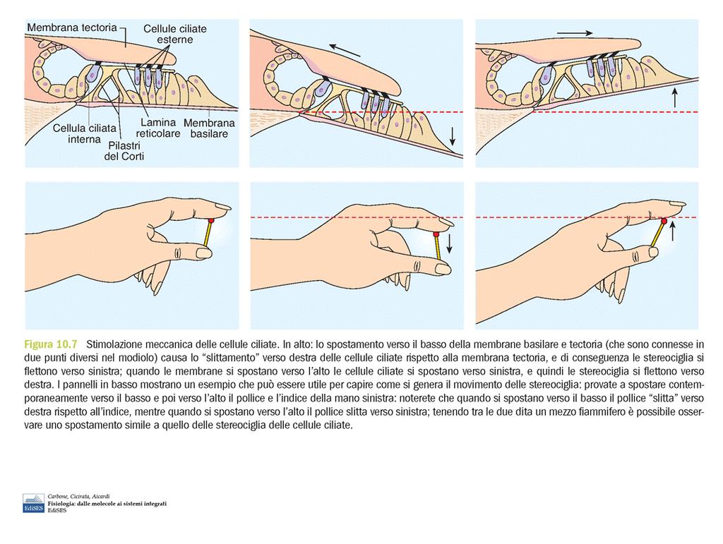 Stimolazione meccanica delle cellule ciliate