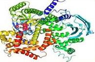 CICLO CELLULARE fosfoinosi'de 3- chinasi PI3K TRASDUZIONE