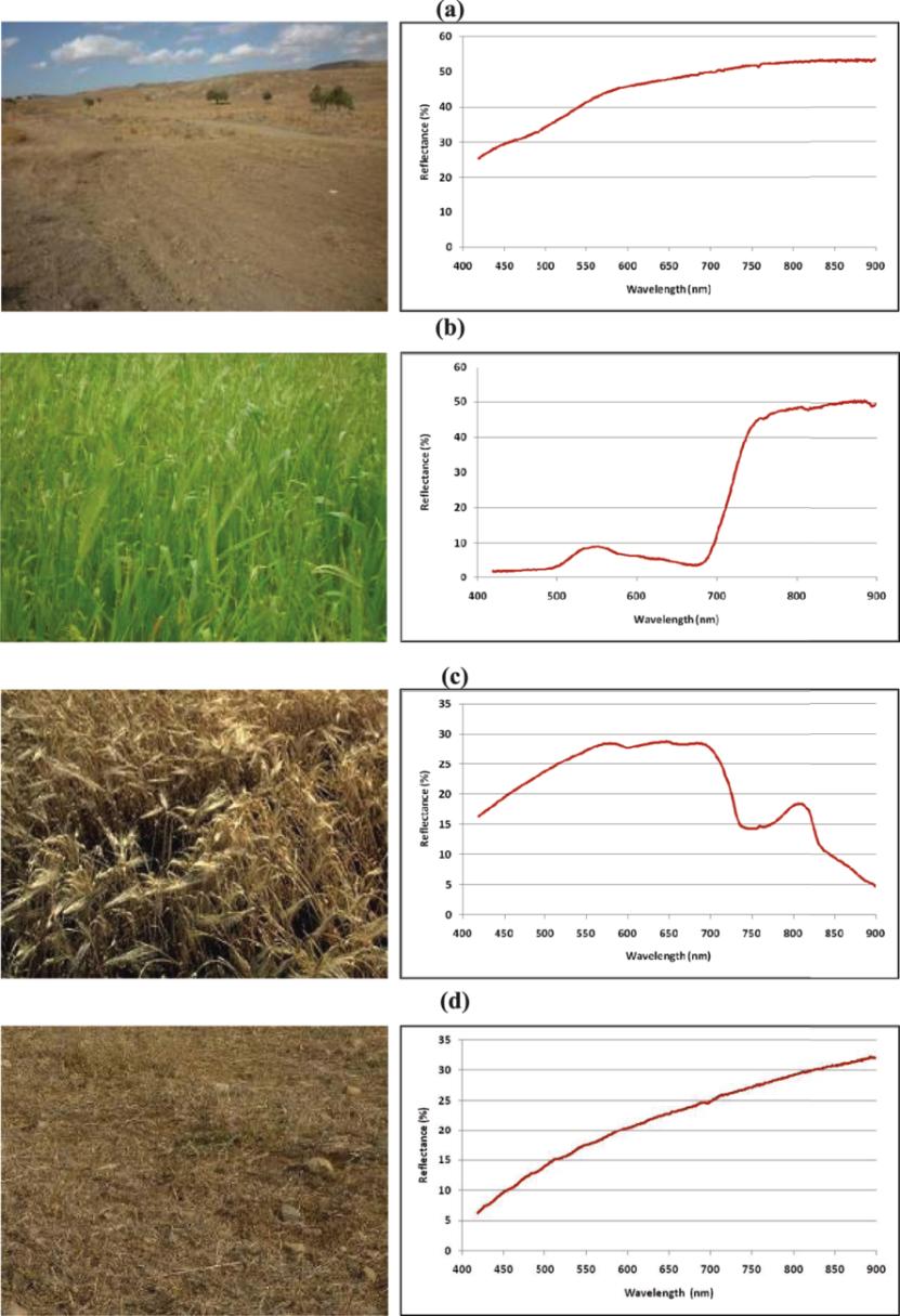 Misura della quantità di foglie dallo spazio Firme spettrali e NDVI (Normalized Difference Vegetation Index) Firme