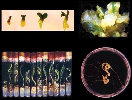 EMBRIOGENESI SOMATICA Generazione di embrioni da cellule diverse dallo zigote Per APOMISSIA: da cellule uovo non fecondate da cellule dei tessuti materni dell ovulo Per TOTIPOTENZA in