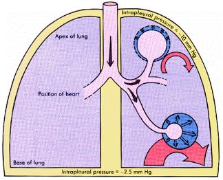 1) mismatch ventilazione/perfusione Nel polmone ideale ogni alveolo dovrebbe ricevere la stessa quota di aria ed ogni capillare la stessa quota di sangue