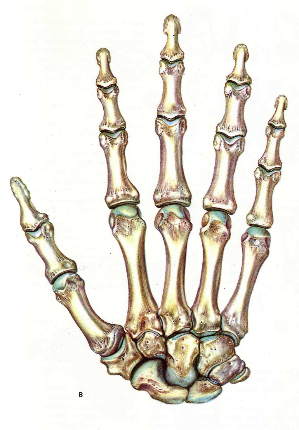 ARTROSI TRAPEZIO-METACARPALE O RIZOARTROSI L artrosi dell articolazione trapezio-metacarpale (TM), articolazione che si trova nella mano alla base del pollice (fig. 1), è chiamata rizoartrosi.