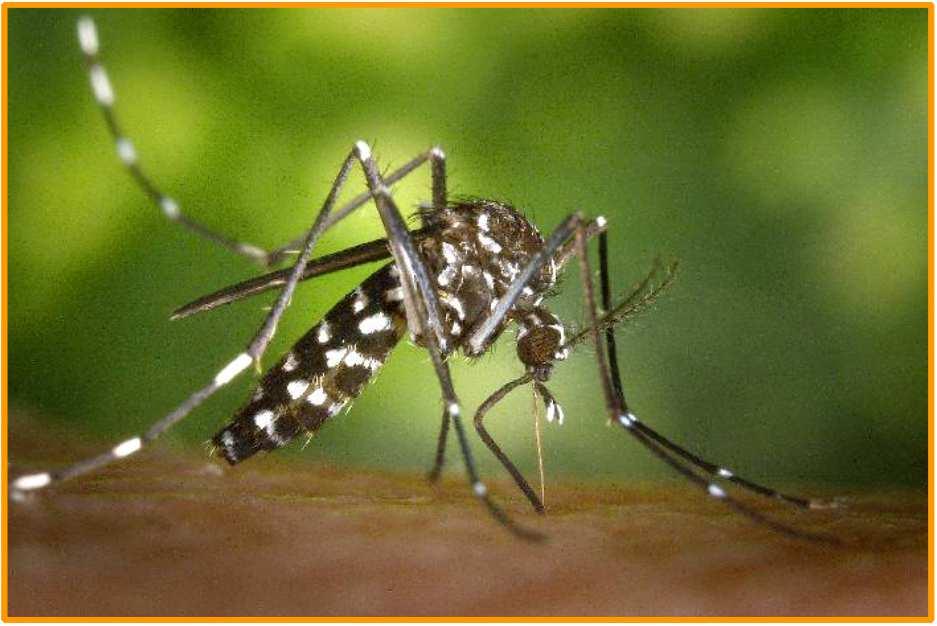 LA ZANZARA TIGRE (Aedes albopictus o Stegomyia albopicta) Ordine: Diptera Famiglia: