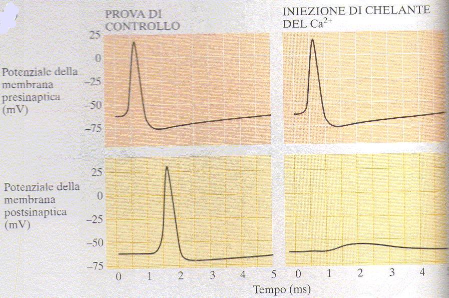 L ingresso di ioni calcio nelle terminazioni nervose è indispensabile per la liberazione dei neurotrasmettitori L ingresso di ioni calcio aumenta la probabilità che un quanto di