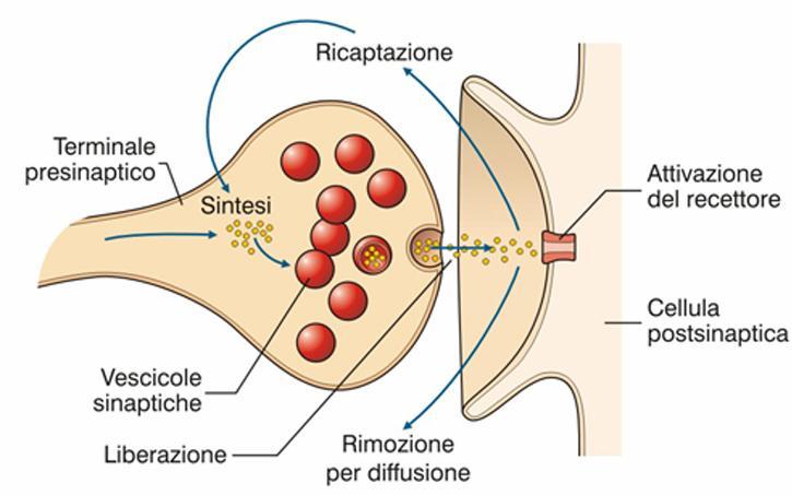 L acetilcolina liberata dalle vescicole sinaptiche