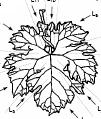 22 FORMA DEL LEMBO OIV 068 23 6.1.