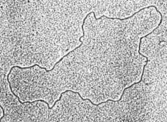 Genoma circolare extra-nucleare di 16569