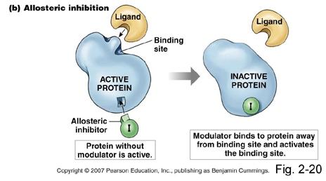 ANTAGONISMO ALLOSTERICO In assenza del modulatore, il ligando si lega al proprio sito e attiva la proteina Il modulatore si lega ad un sito