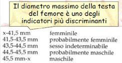 Le incertezze di attribuzione sono dovute a: - ETA : giovani adulti maschi presentano spesso caratteri femminili e viceversa durante la menopausa. - VARIABILITA TRA POPOLAZIONI.