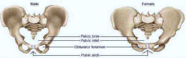 DIAGNOSI DI SESSO A PARTIRE DAL BACINO BACINO MASCHILE PIU ALTO E STRETTO ILEO AD S ACCENTUATA FOSSA ILIACA PIU APPIATTITA FORO OTTURATO OVALE INCISURA ISCHIATICA STRETTA ANGOLO PUBICO STRETTO (<90 )