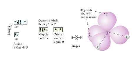 Si noti che dei quattro orbitali sp 3 due sono doppiamente occupati e costituiscono le coppie solitarie mentre due sono semiriempiti e formano i due legami O-H per sovrapposizione con gli orbitali 1s