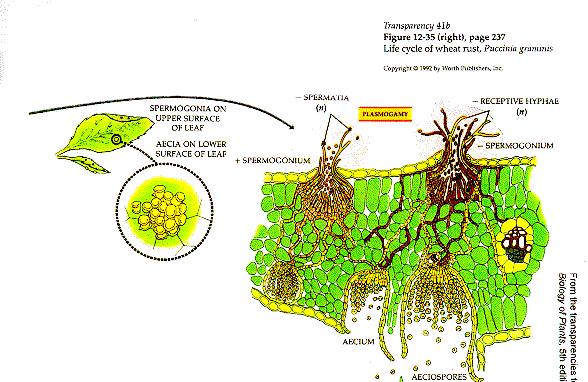 Sempre sulla pagina superiore insieme ai picnidi, fuoriescono particolari ife del micelio che vengono fecondate dalle picnidiospore, si forma un micelio dicariofitico che