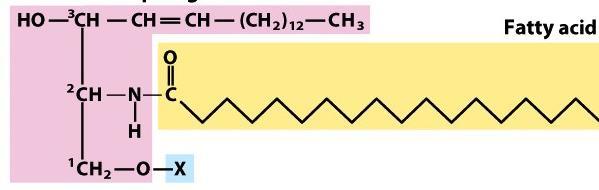 SFINGOLIPIDI (costituenti delle membrane biologiche) La molecola base è la sfingosina (amminoalcol) con una lunga catena idrocarburica monoinsatura che parte dal C-3, gruppi OH legati in C-3 e C-1 e