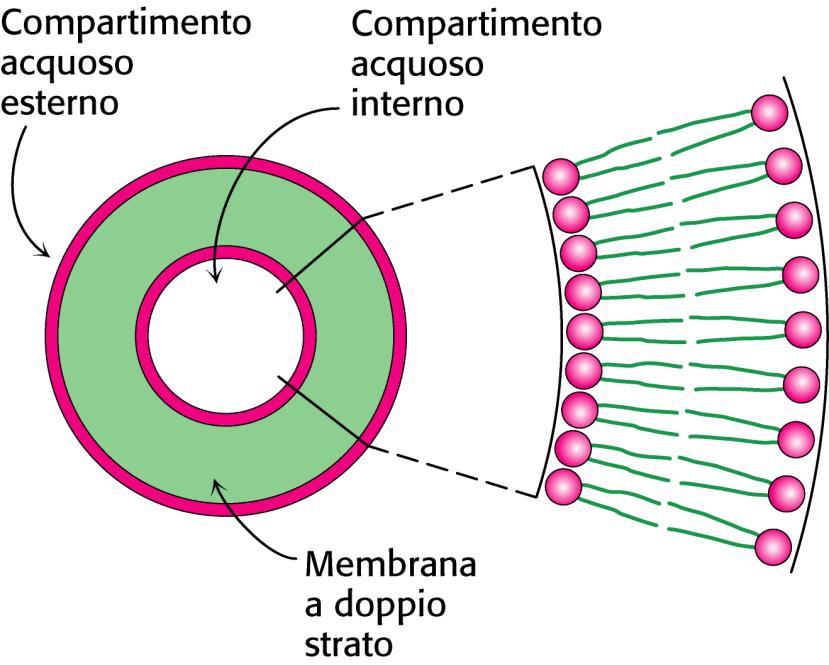 Superficie idrofilica Superficie idrofilica interno La membrana biologica è costituita da un DOPPIO STRATO LIPIDICO che racchiude un