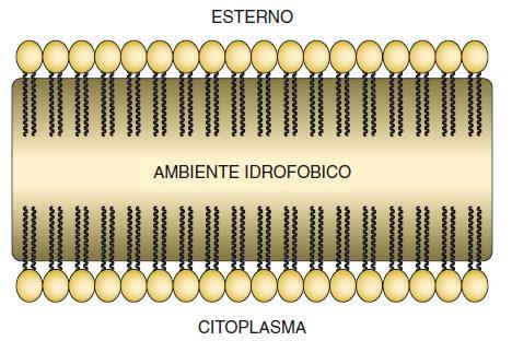 esclusa dall interno del doppio foglietto, le code idrocarburiche dei lipidi costituiscono un ambiente interno anidro.