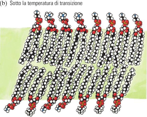 La FLUIDITA del doppio strato lipidico dipende da: a) temperatura b) tipo di lipidi (natura delle code idrocarburiche) Temperatura di transizione Sopra la Temperatura di