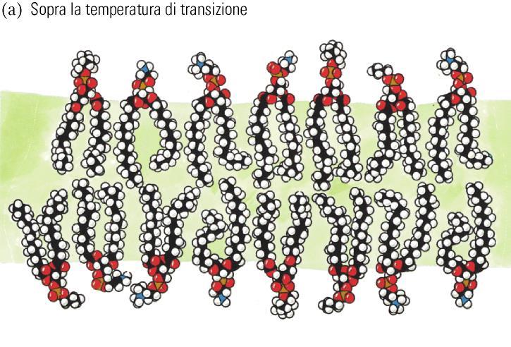di transizione A temperature intermedie: STATO LIQUIDO ORDINATO (il movimento delle catene è minore, avviene uno spostamento laterale dei lipidi).
