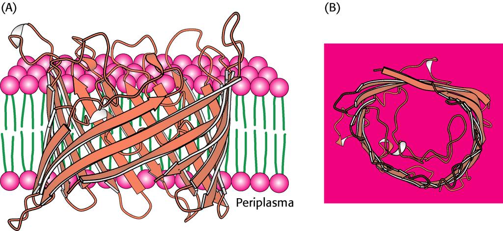 Alcune proteine attraversano completamente la membrana con un dominio transmembrana e presentano dei domini che