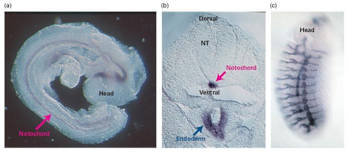 In situ hybridization can detect activity of specific genes in whole and sectioned embryos. The specimen is permeabilized by treatment with detergent and a protease to expose the mrna to the probe.