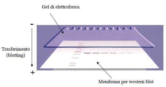 3. Trasferimento delle proteine dal gel di elettroforesi al filtro: Blot Al termine dell