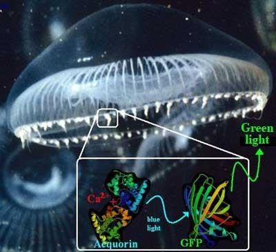 In tali organi un altra proteina, l aequorina, può emettere luce blu quando è attivata dal