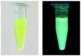 La luce blu a sua volta colpisce la GFP, che così emette luce fluorescente verde http://gfp.